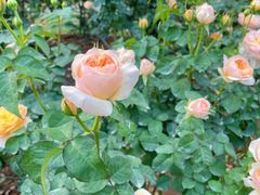 -人民公园(罗湖区)