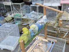 -哈尔滨道外花鸟鱼市场