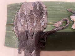 -南门四季铜锅涮肉(大屯·北苑店)