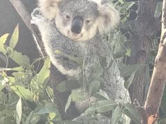 -可伦宾野生动物保护区