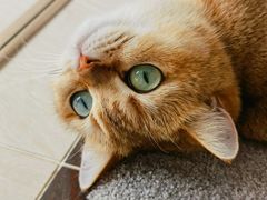 -猫大福·Fortune Cat猫舍(百子湾店)