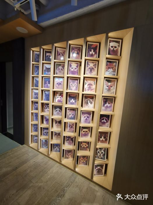 CAT’S MEWSTAR CAFE·喵星球猫屋(晴湾咖啡店)景观位图片