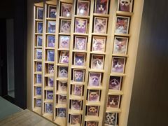 景观位-CAT’S MEWSTAR CAFE·喵星球猫屋(晴湾咖啡店)