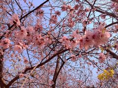 -桃花堤公园