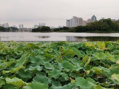 -南宁南湖公园