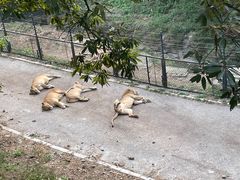 -大连森林动物园