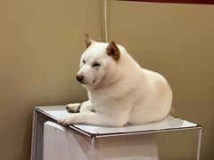 -和它·交个朋友·狗咖猫咖(爱琴海店)