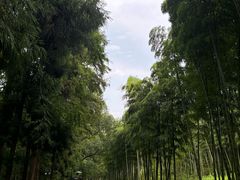 -东明山森林公园