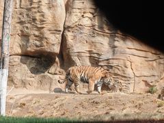 -北京野生动物园