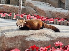 -北京野生动物园