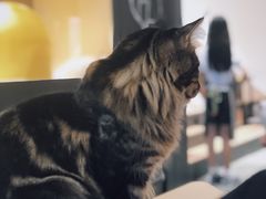 -瞄一喵猫咖(格力海岸店)