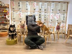 -柴迷FANS CLUB·柴犬狗咖·猫咖