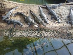 android_upload_pic-石家庄市动物园