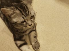 -藏猫猫咖啡主题馆(中央大道店)