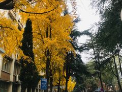 -四川大学(望江校区)