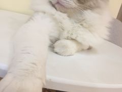 -滚猫咖啡·猫咖·猫友好撸猫(未来城店)