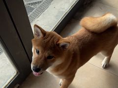 -艾贝尔宠物医院·狂犬免疫点(江山金象城店)