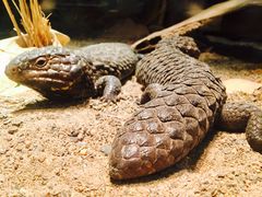 -费瑟代尔野生动物园