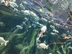 -哈尔滨波塞冬海底世界