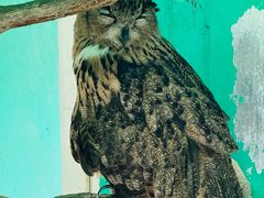 -西霞口神雕山野生动物世界