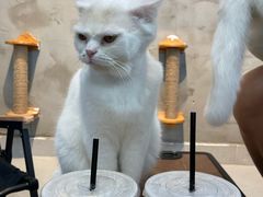 -Heymao猫咖.咖啡厅(东门店)