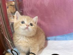 -唐小姐の猫狗洗护·购宠旗舰店(周浦万达店)