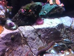 -瑞普利水族馆