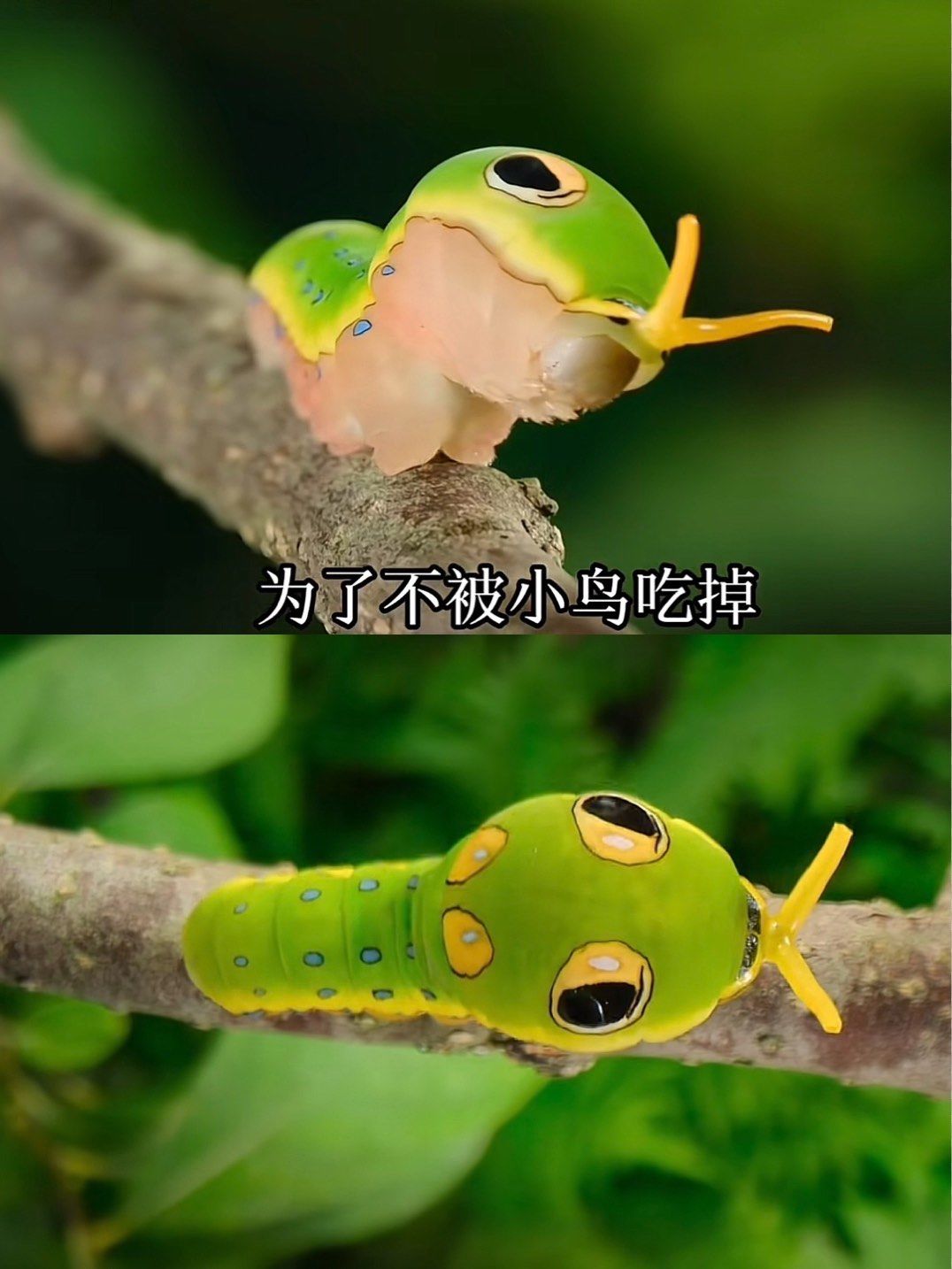 最可爱的毛毛虫,尽然伪装成小蛇骗小鸟不吃