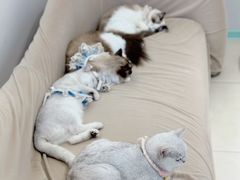 -怪兽屋·羊驼·猫咖·狗咖(俊华广场店)