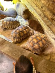 -Zoolung Zoolung动物主题公园(海信广场店)