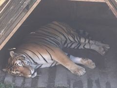 -横道河子东北虎林园