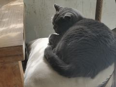 -海边的猫和咖啡馆