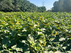 -长白岛森林公园