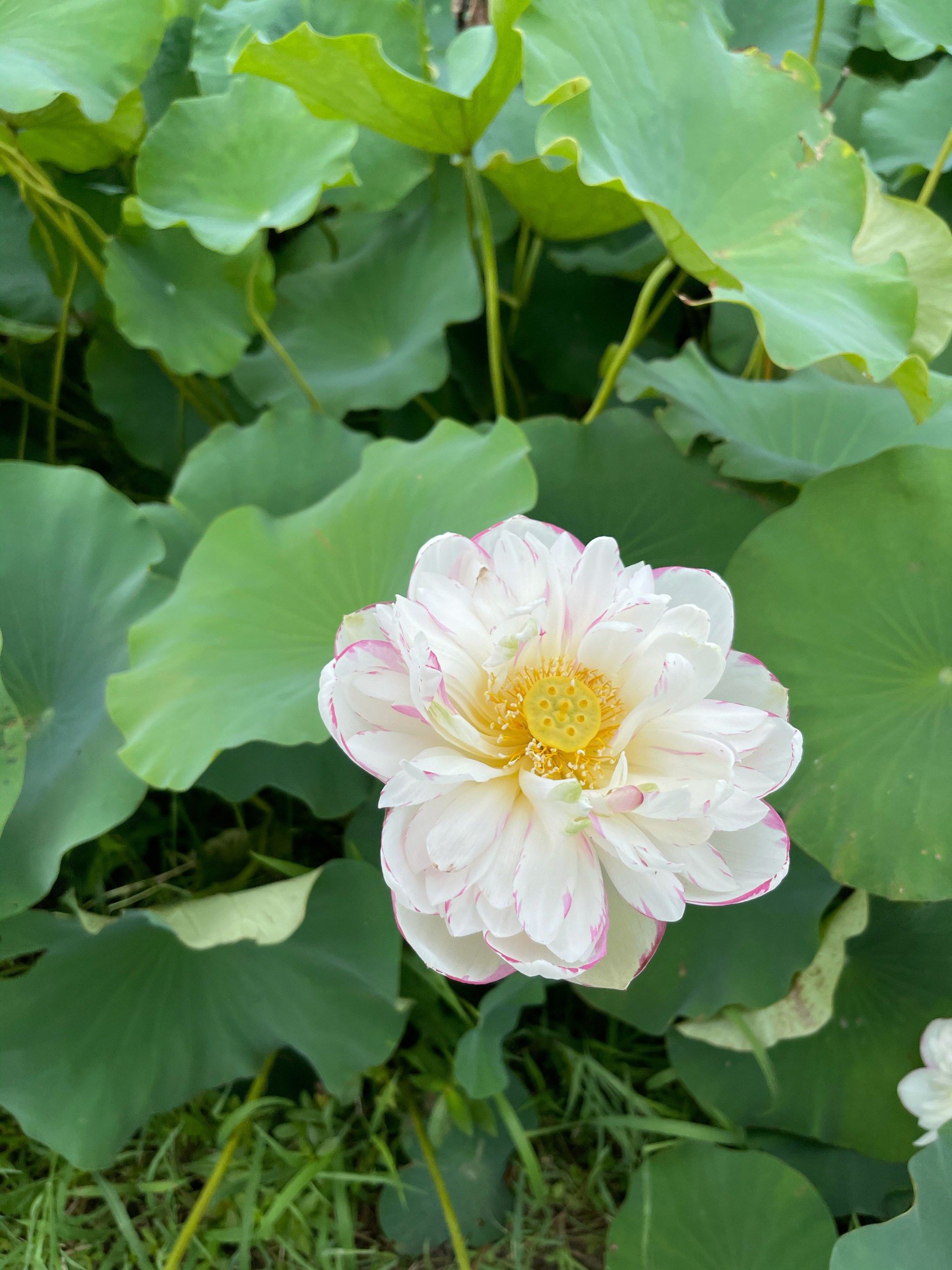 嘉北郊野公园的荷花池