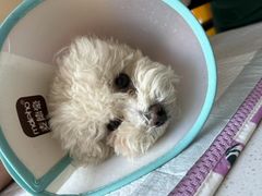 -瑞派宠物医院·犬猫全科·猫友好(宾水西道店)