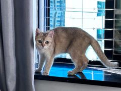 -楼上猫咖(罗湖店)