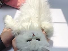 -美联众合宠物医院·爱萌分院·内外科·猫科中心