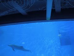 -海合安成都极地海洋公园