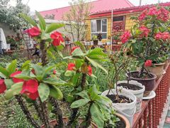 -马白开来特色羊排揪片子  (总店)