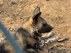 -大连森林动物园