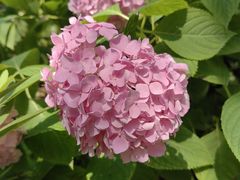 -上海滨江森林公园