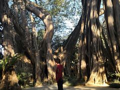 -瑞丽独树成林风景区