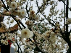 景点-普陀山风景名胜区-法雨禅寺