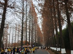 -黄海国家森林公园