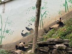 -中国大熊猫保护研究中心雅安碧峰峡基地