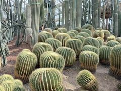 -南山植物园