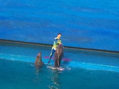 -芜湖新华联大白鲸海洋公园