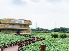 -荷塘月色湿地公园·向阳花洲
