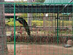 -西双版纳融创皇冠假日度假酒店