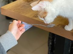 -平行世界·猫咖(首经贸店)